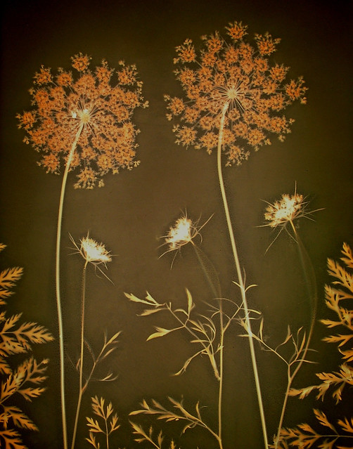 Lumen Print 1960 Queen Ann's Lace by John Fobes. Copyrighted All Rights Reserved.