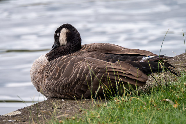 Berlin, Treptower Park: Schlafende Kanadagans am Spreeufer - Berlin, Treptow Park: Canada goose sleeping on the Spree banks