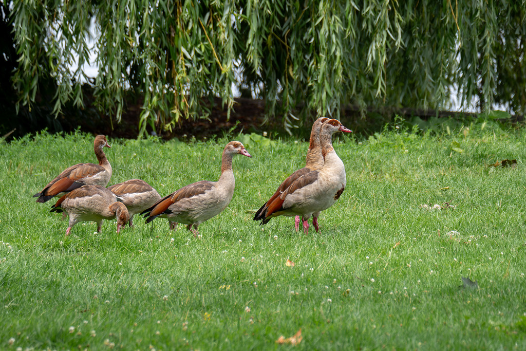 Berlin, Treptower Park: Nilgänse mit Nachwuchs am Spreeufer - Berlin, Treptow Park:  Egyptian goose couple with offspring