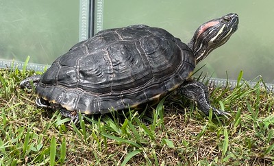 photo of Ranger Myrtle the Turtle