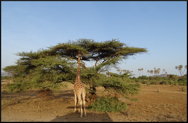 Safari por Kenia en fotos - Blogs de Kenia - Viaje a Kenia y Samburu (58)