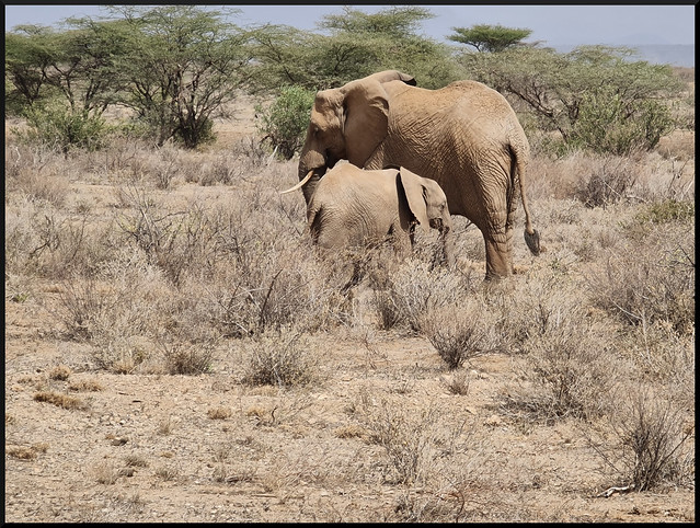 Safari por Kenia en fotos - Blogs de Kenia - Viaje a Kenia y Samburu (46)