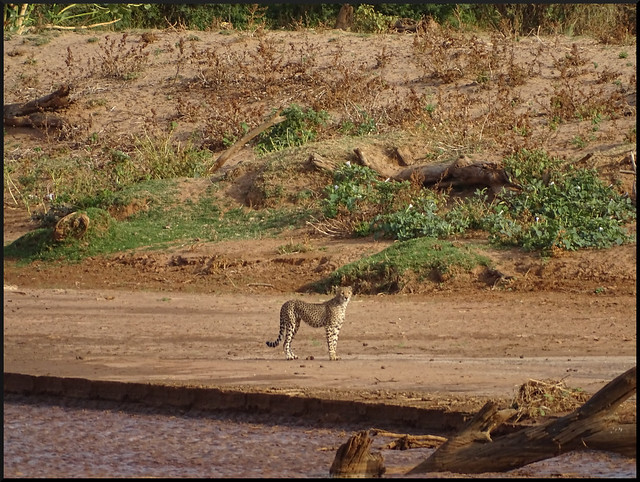 Safari por Kenia en fotos - Blogs de Kenia - Viaje a Kenia y Samburu (44)
