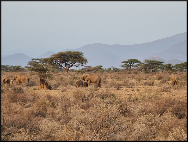 Safari por Kenia en fotos - Blogs de Kenia - Viaje a Kenia y Samburu (35)