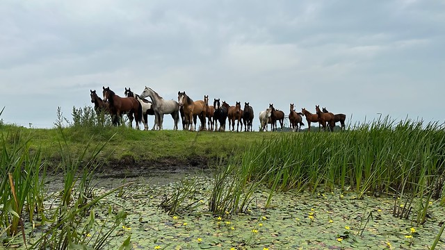 Een kudde paarden op de waterkant