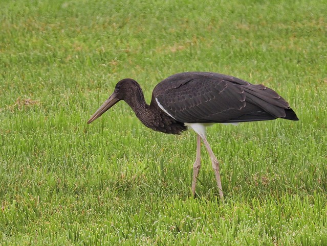 Black stork (juvenile) / Schwarzstorch (Jungvogel)