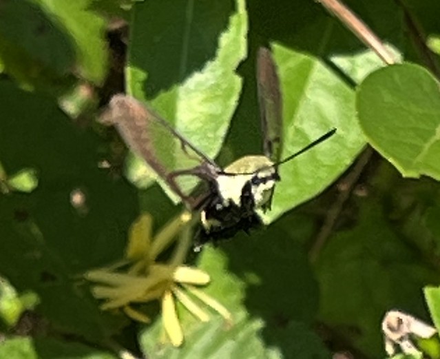 Snowberry Clearwing moth Hemaris diffinis Sphingidae on Honeysuckle National Wildlife Refuge 23083864c1