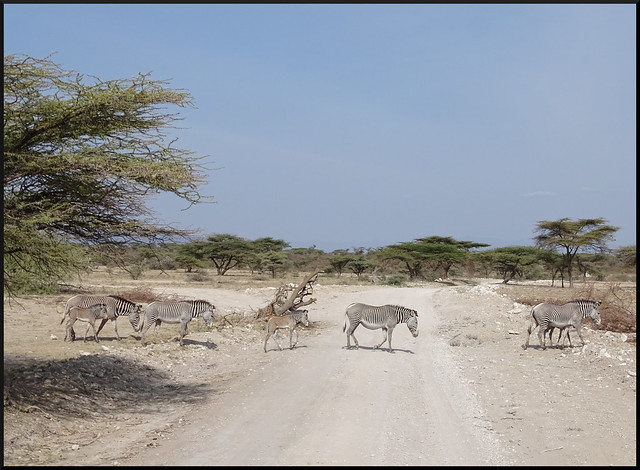 Safari por Kenia en fotos - Blogs de Kenia - Viaje a Kenia y Samburu (65)