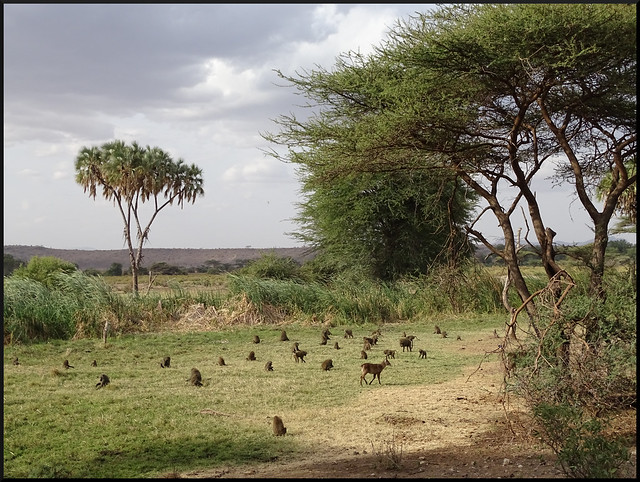 Safari por Kenia en fotos - Blogs de Kenia - Viaje a Kenia y Samburu (55)