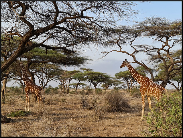 Safari por Kenia en fotos - Blogs de Kenia - Viaje a Kenia y Samburu (31)