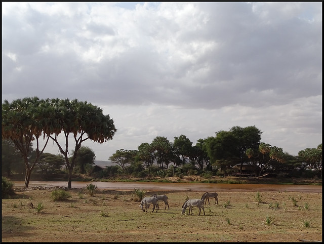 Safari por Kenia en fotos - Blogs de Kenia - Viaje a Kenia y Samburu (24)