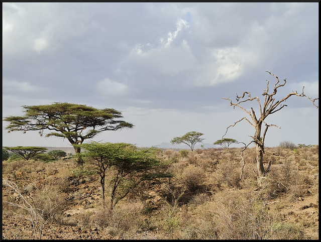 Safari por Kenia en fotos - Blogs de Kenia - Viaje a Kenia y Samburu (26)