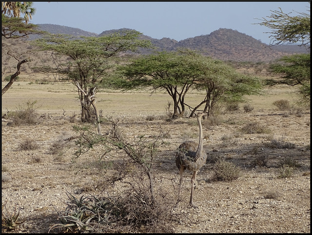 Safari por Kenia en fotos - Blogs de Kenia - Viaje a Kenia y Samburu (61)