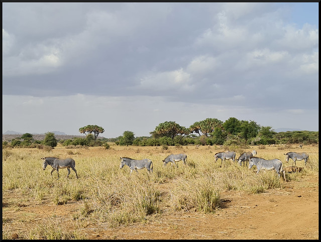 Safari por Kenia en fotos - Blogs de Kenia - Viaje a Kenia y Samburu (25)