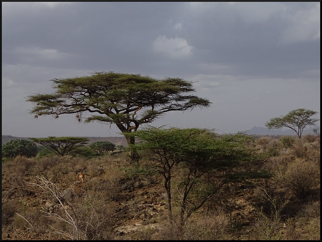 Safari por Kenia en fotos - Blogs de Kenia - Viaje a Kenia y Samburu (27)