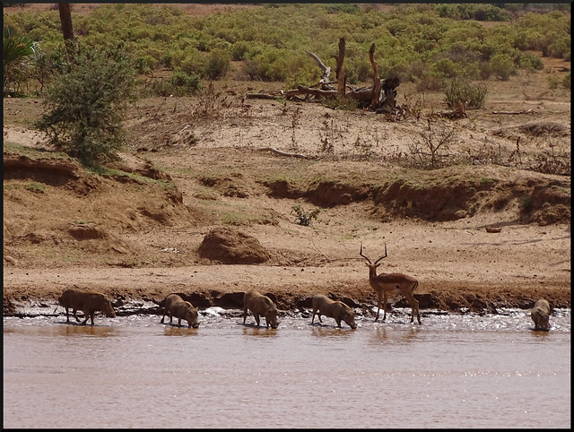 Safari por Kenia en fotos - Blogs de Kenia - Viaje a Kenia y Samburu (47)