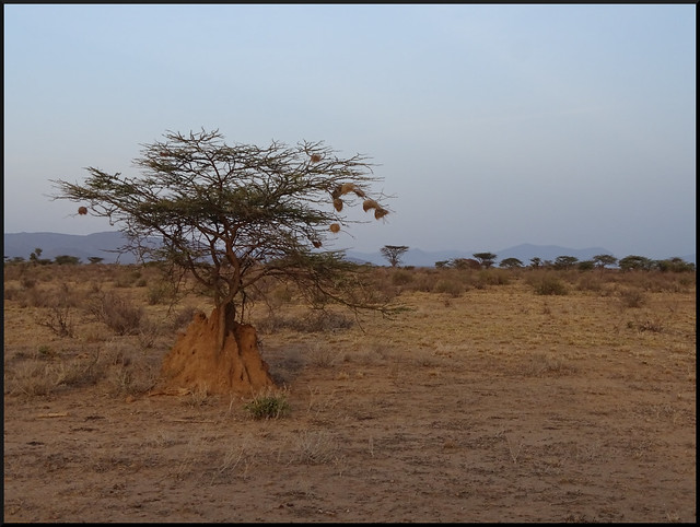 Safari por Kenia en fotos - Blogs de Kenia - Viaje a Kenia y Samburu (38)