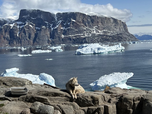 Perro de trineo en Uummannaq. Al fondo la isla de Storoen (Groenlandia)