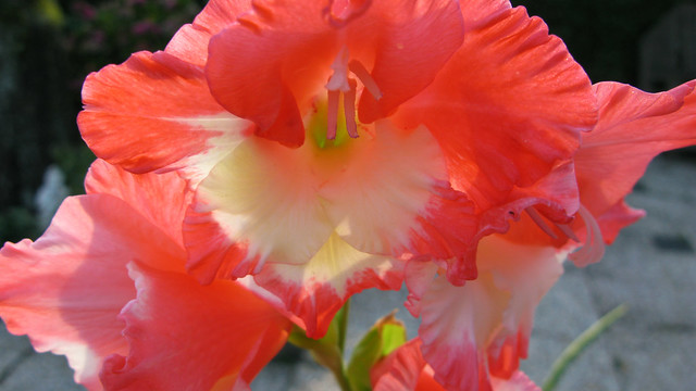 PINK-WHITE GLADIOL (Gladiolus), bulbous plant Iris family. GLADIOOL (Gladiolus), bolgewas Irisfamilie. GLADIOL (Gladiolus), plante bulbeuse de la famille des Iris. GLADIOL (Gladiolus), Zwiebelpflanze aus der Familie der Schwertlilien.