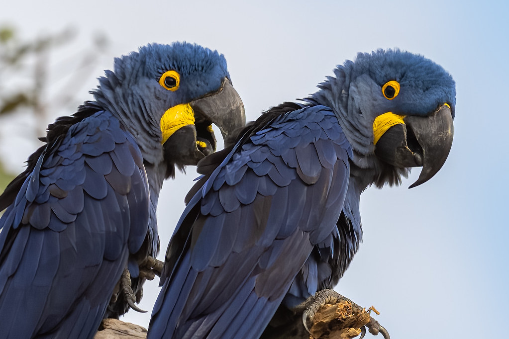 Sharing a joke - Hyacinth Macaws 😊