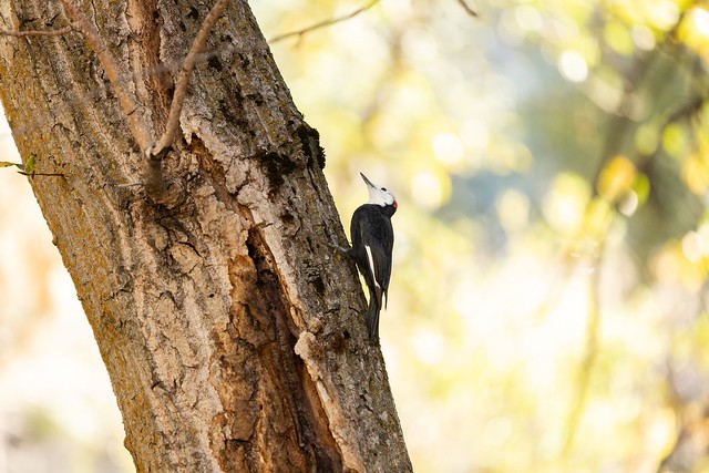 White-headed woodpecker in Yosemite Valley