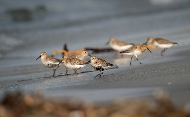 Dunlins on the run