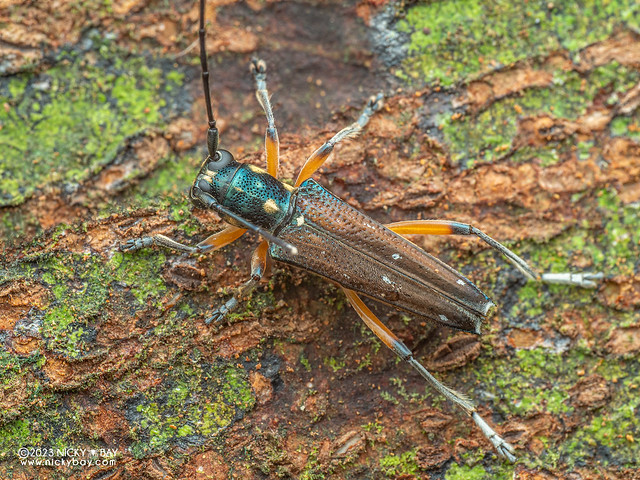 Longhorn beetle (Glenea pulchra) - P7105902