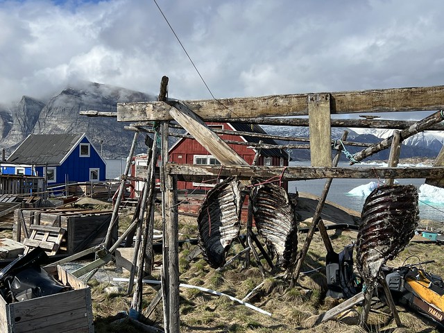 Costillares de narval secándose en Saattut (Groenlandia)