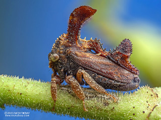 Treehopper (Centrochares sp.) - P8247193