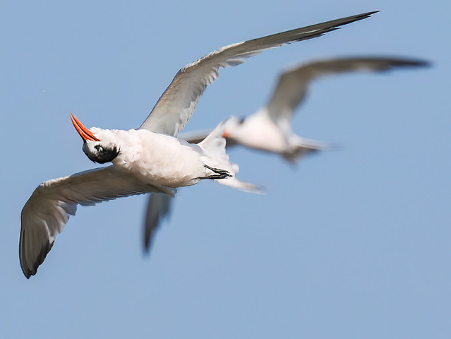 Inelegant Elegant Tern, Corcoran Lagoon