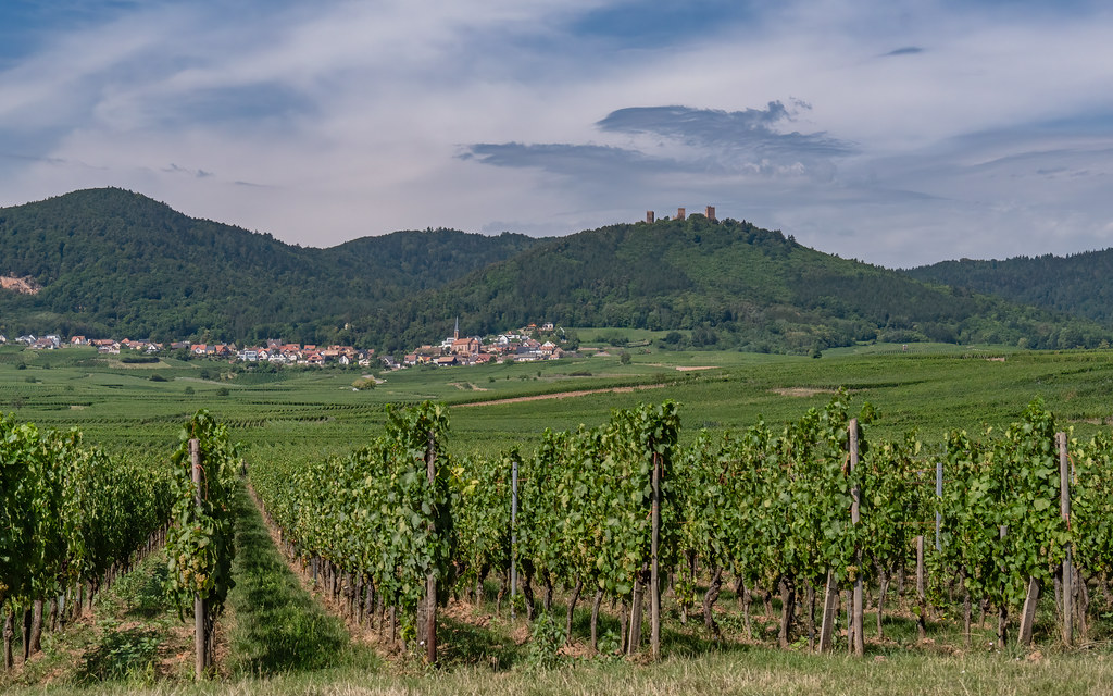 Sur la route des vins d'Alsace : vers Husseren-les-châteaux 53140761903_9307f3463b_b