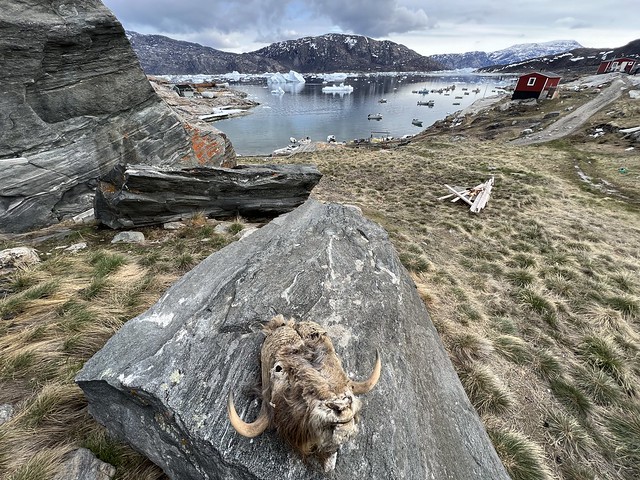 Cabeza de buey almizclero en Ikerasak (Fiordo de Uummannaq, Groenlandia)