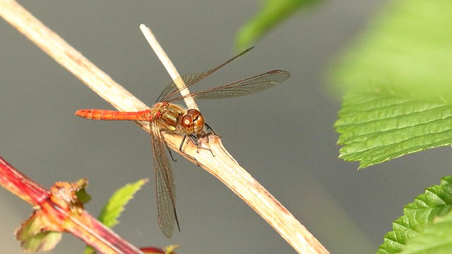 Dragonflies,- Ruddy Darter, 24082023, 01 f