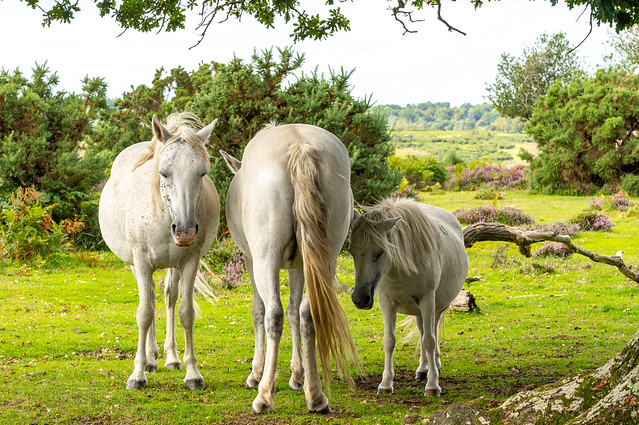3 white ponies... and a lot of flies!