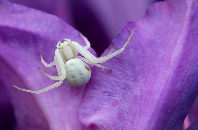 Flower Crab Spider (Misumena vatia)