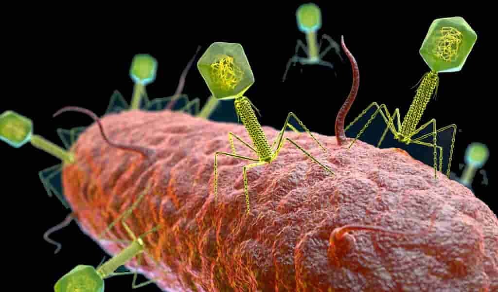 Les « nanobots » viraux peuvent faire briller les bactéries nocives des aliments