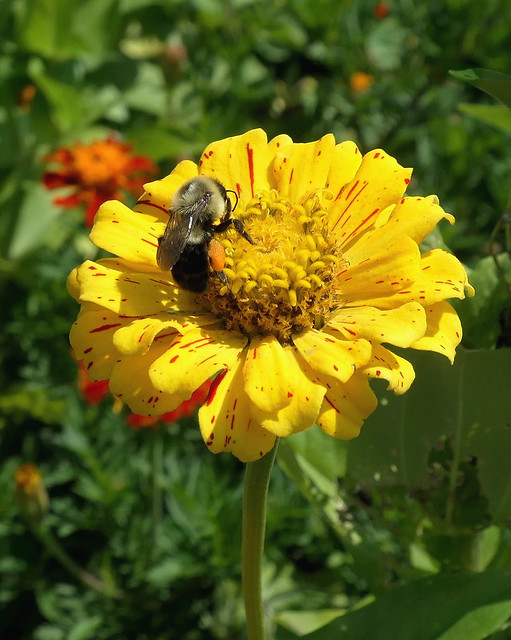 Bumblebee on Zinnia