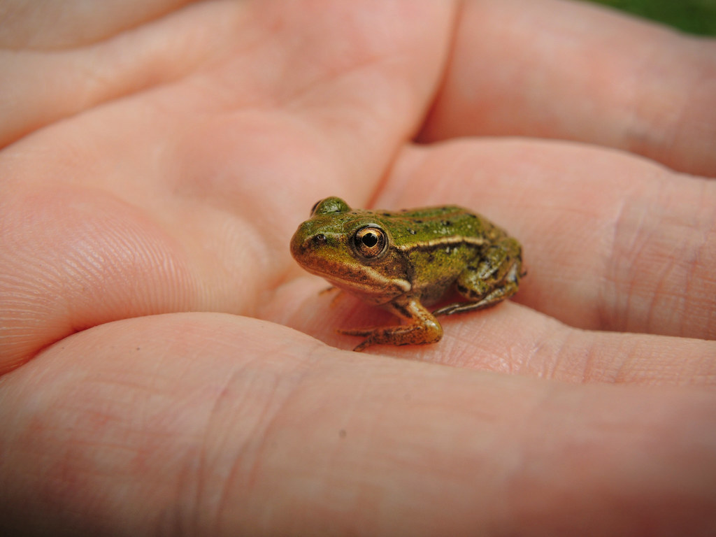 Cute Baby Frog, T.Zapfen