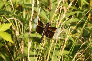 2023-08-25. Widow Skimmer Dragonfly