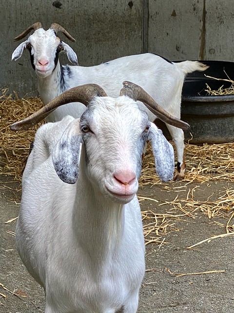 Goats & Hay