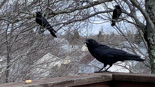 Crows and Peanut