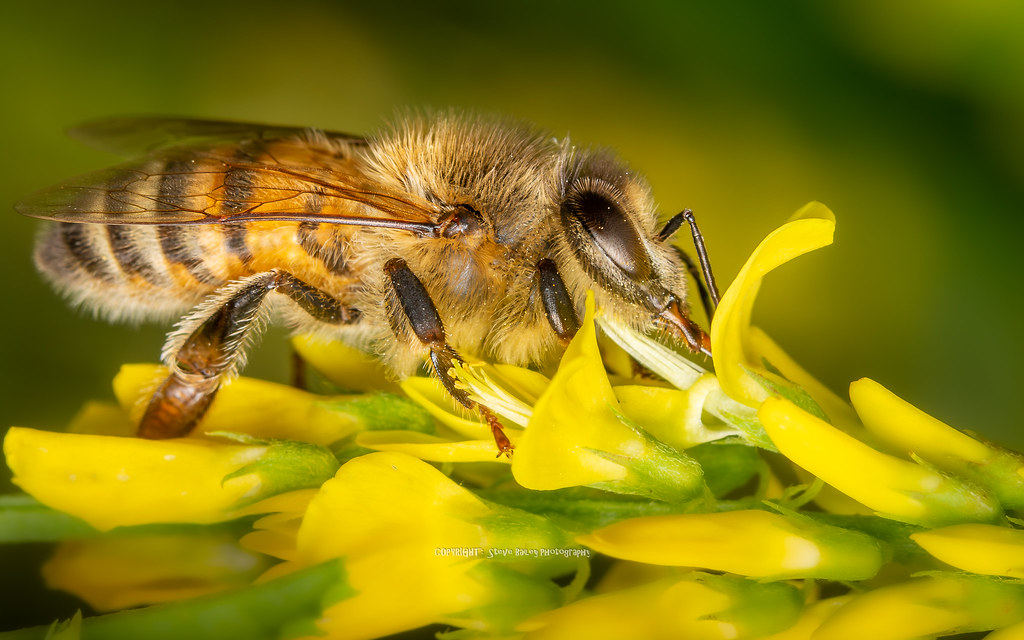 Honey bee on a bee’s best friend,  tall melilot  flowers.