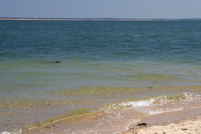 Seal at Jeremy Point