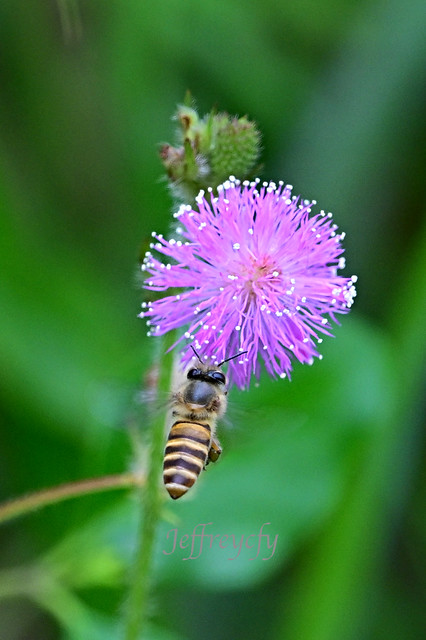 東方蜜蜂, Asian Honey Bee, Apis cerana,