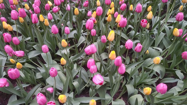 Tulips in Chicago's Loop