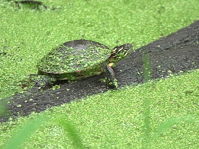 Midland Painted turtle