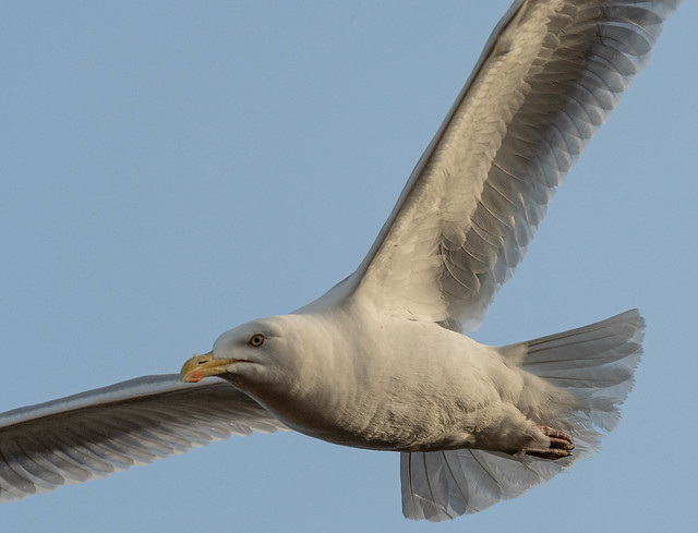 Herring gull on chip patrol