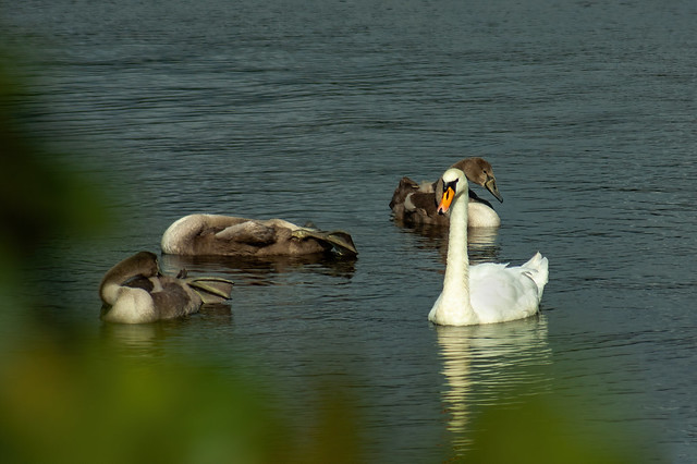 Swan family.