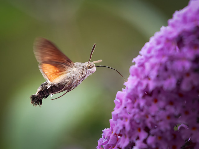 Flickriver: Most interesting photos tagged with hummingbirdhawkmoth