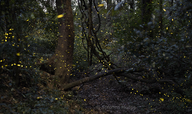 Fireflies at Karana Downs 26Aug23